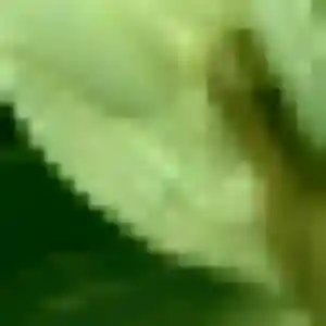 Photo privée de Graziella, 35 ans à Belleville-sur-Meuse - rencontre coquine