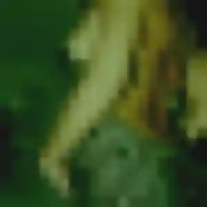 Photo de Azalee à Comps-la-Grand-Ville (34 ans) - plan cul anonyme