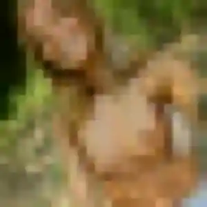 Jolie Karine, 29 ans à Gironville-sur-Essonne - la contacter