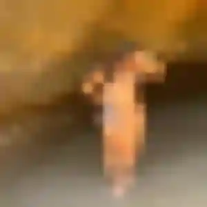 Hajar, 26 ans, connectée à Leudeville pour une rencontre coquine