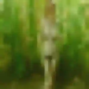 Helene, 40 ans, connectée à Saint-Germain-sur-Morin pour une rencontre coquine
