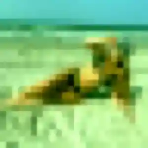 Photo de Wahiba à Sainte-Marie-aux-Mines (34 ans) - plan cul gratuit